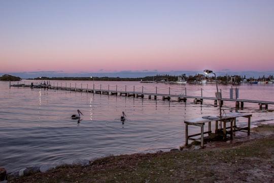 birds on sea shore during daytime in Yamba NSW Australia