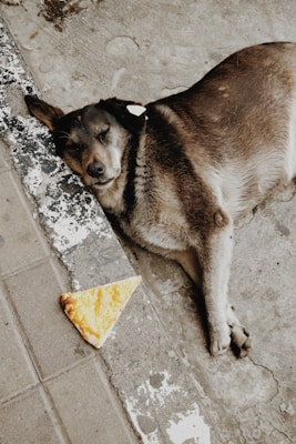 brown and white short coated dog lying on gray concrete floor