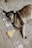 brown and white short coated dog lying on gray concrete floor