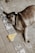 brown and white short coated dog lying on gray concrete floor