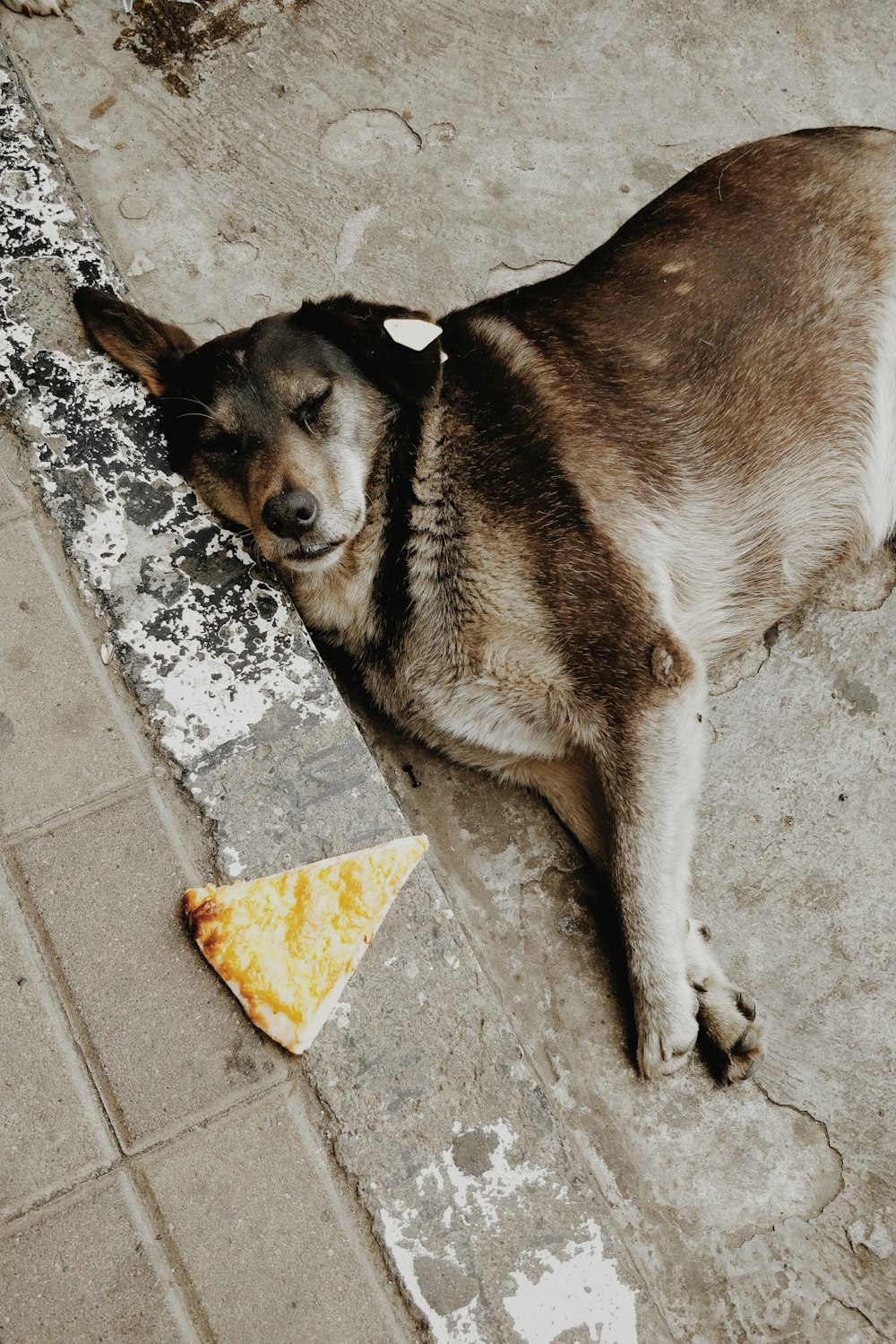 brown and white short coated dog lying on gray concrete floor