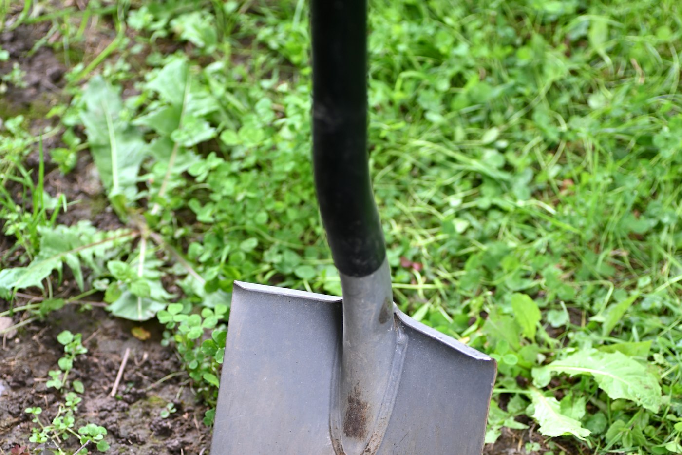 Garden spade in the soil, ready to divide hostas