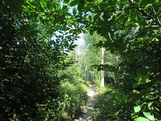 A lush green forest with a winding path.