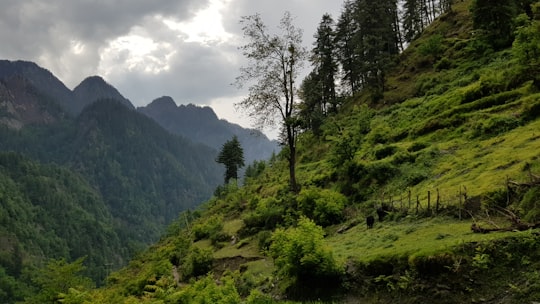 green trees on mountain under cloudy sky during daytime in Kasol India