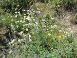 A field with a variety of wildflowers, including white daisies with yellow centers and purple flowers, scattered among green grass. The ground appears dry in some areas, with patches of brown soil visible. The scene is natural and vibrant, with sunlight enhancing the colors of the flowers.