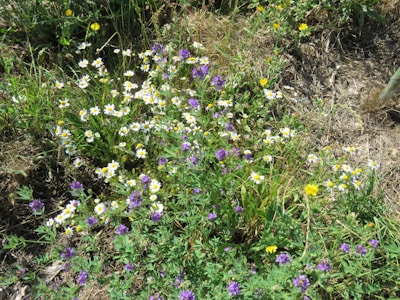 A field with a variety of wildflowers, including white daisies with yellow centers and purple flowers, scattered among green grass. The ground appears dry in some areas, with patches of brown soil visible. The scene is natural and vibrant, with sunlight enhancing the colors of the flowers.