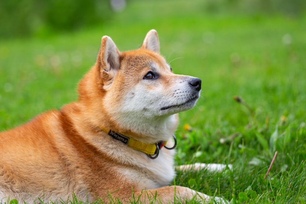 brauner und weißer kurzhaariger Hund tagsüber auf grünem Gras