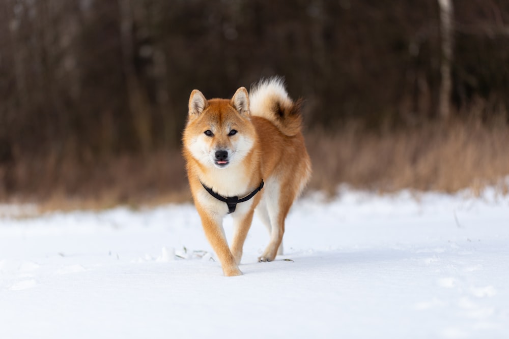 cão de pelagem curta marrom e branco no chão coberto de neve durante o dia