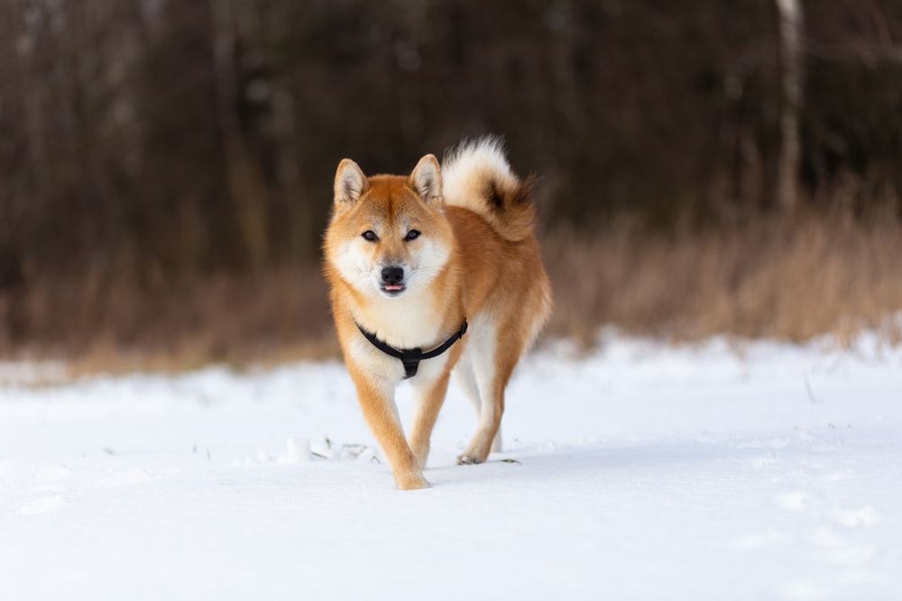 brauner und weißer Hund mit kurzem Mantel tagsüber auf schneebedecktem Boden
