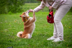 person in white pants and brown jacket holding brown and white short coated dog on green