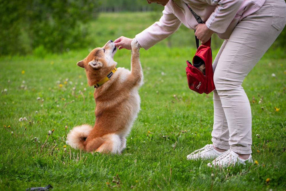 personne en pantalon blanc et veste marron tenant un chien à poil court marron et blanc sur fond vert