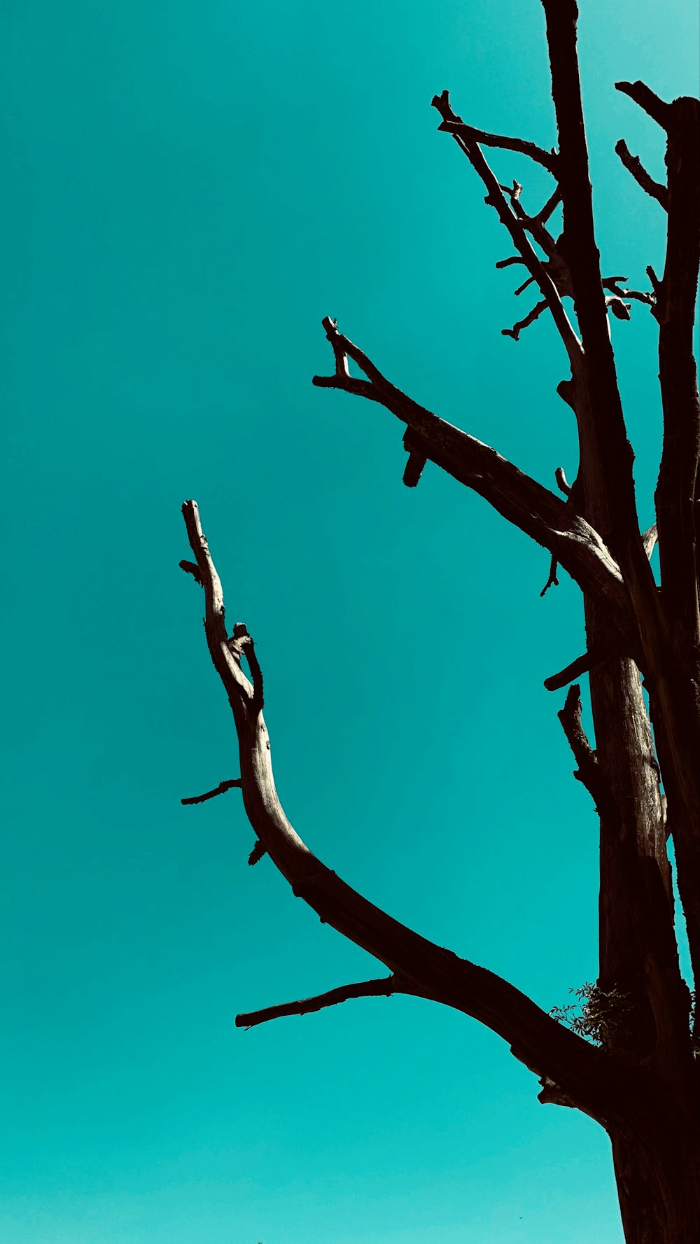 brown tree branch under blue sky during daytime