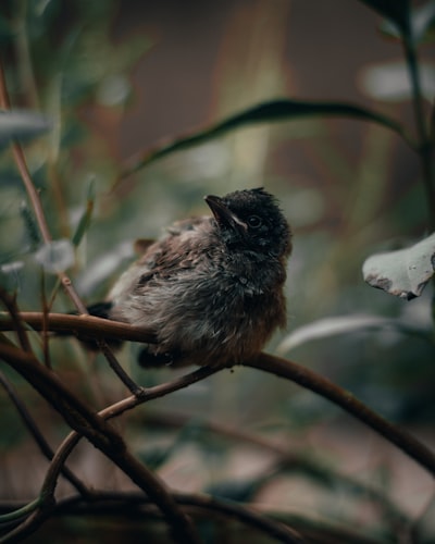 brown and black bird on brown tree branch