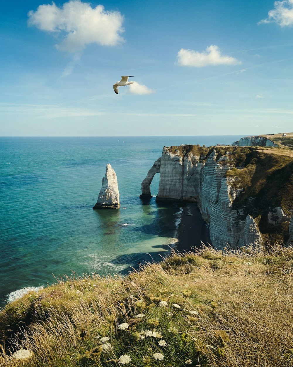 pájaro blanco volando sobre el mar durante el día