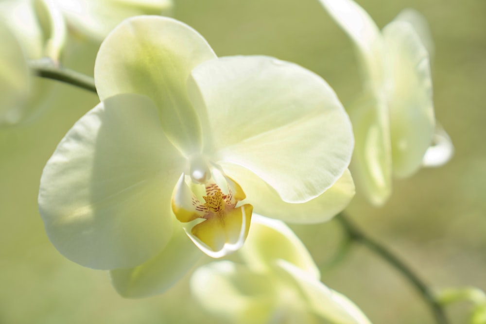 yellow flower in macro photography