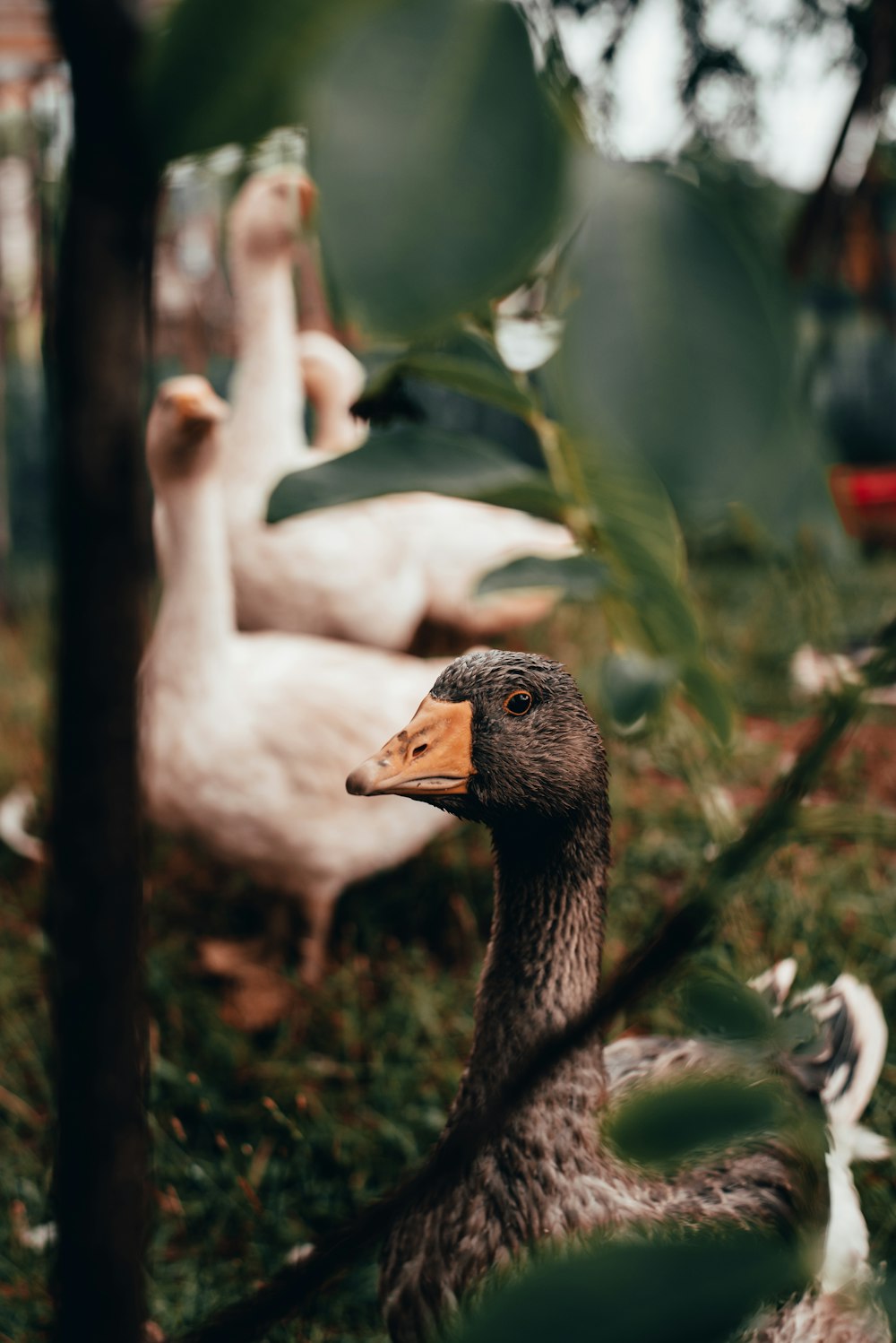 white and black duck on green grass during daytime