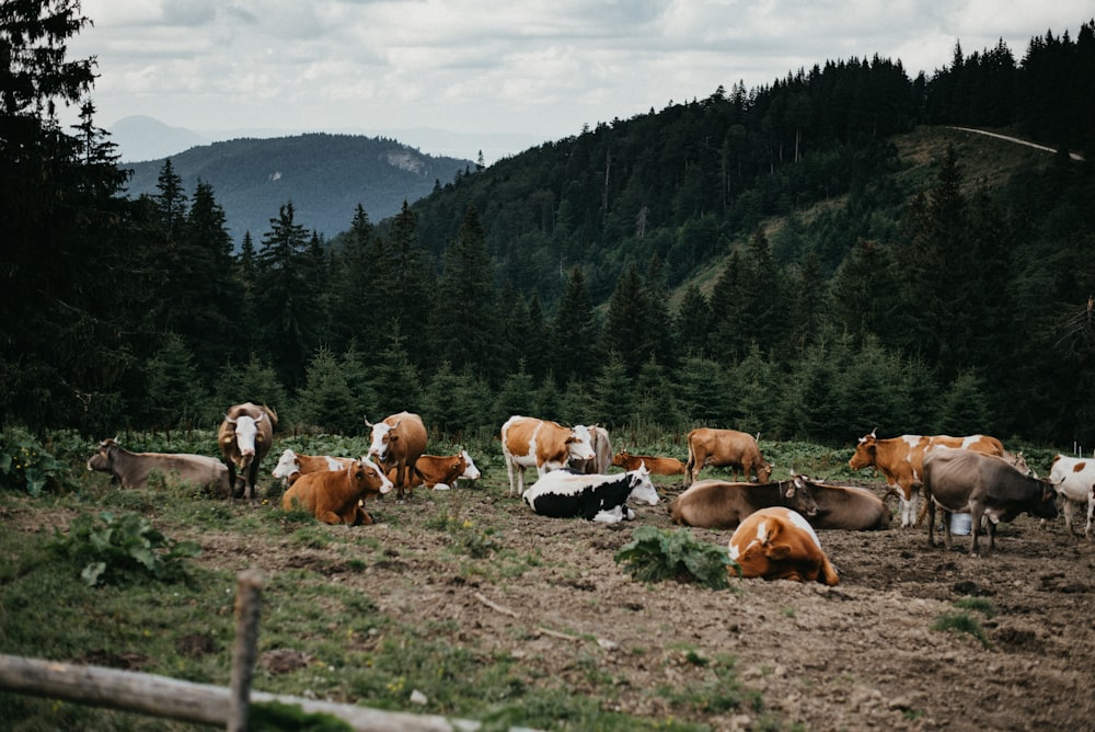 herd of cows on green grass field during daytime