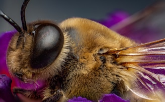 Macro shot of a bee’s wings shimmering in the sunlight as it rests on a purple blossom.
