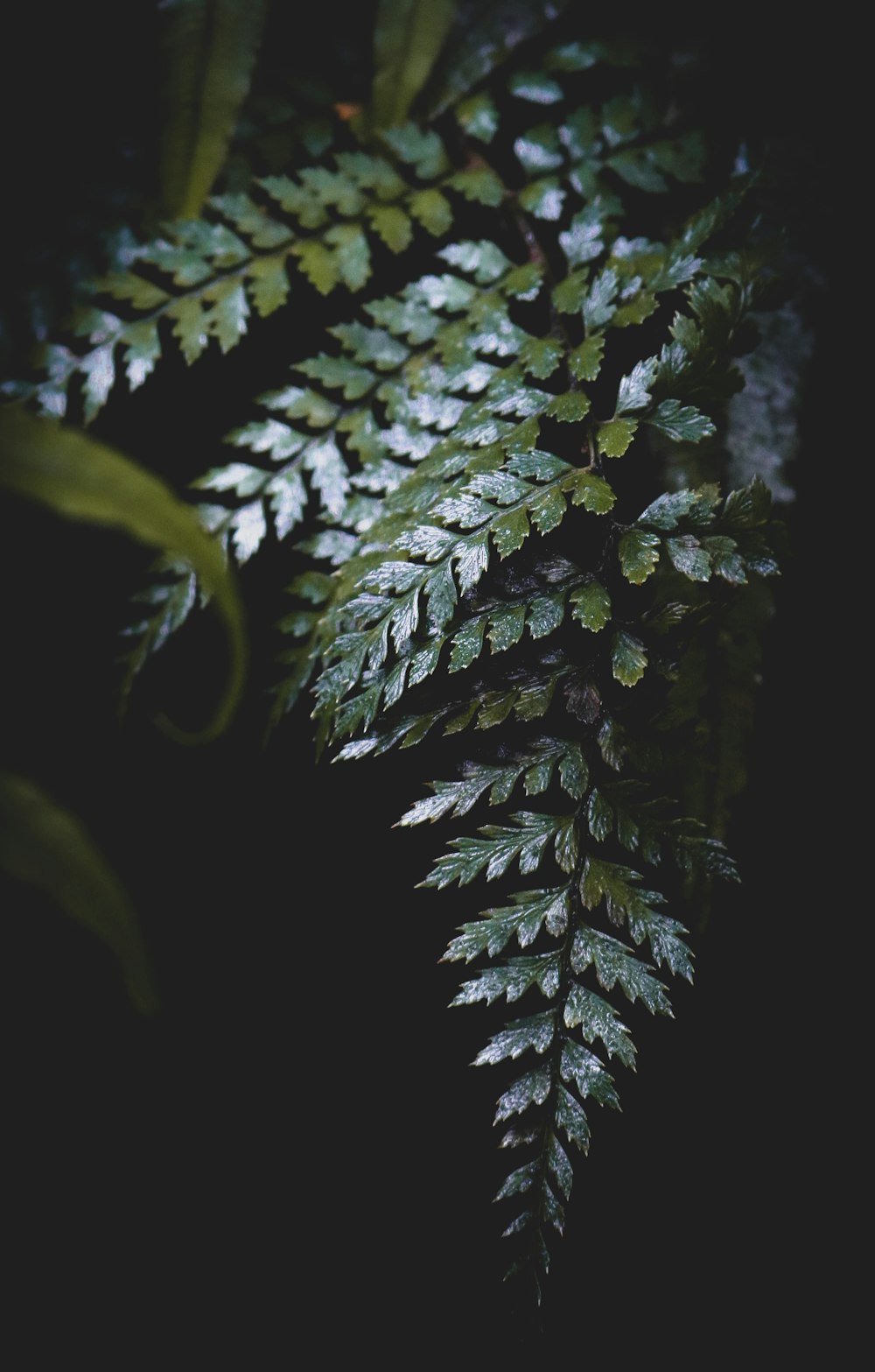 green leaves in close up photography