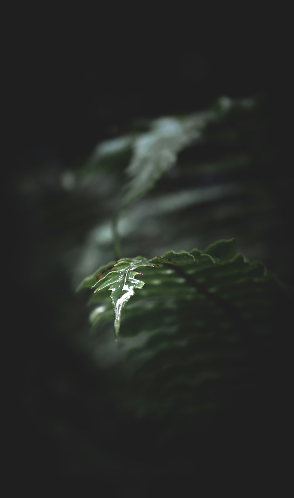 green leaf plant in close up photography