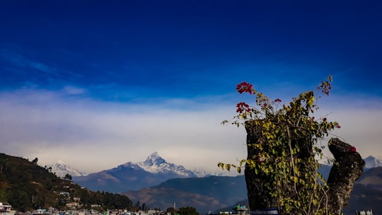 pink flowers on green grass field near mountains during daytime in Pokhara Nepal