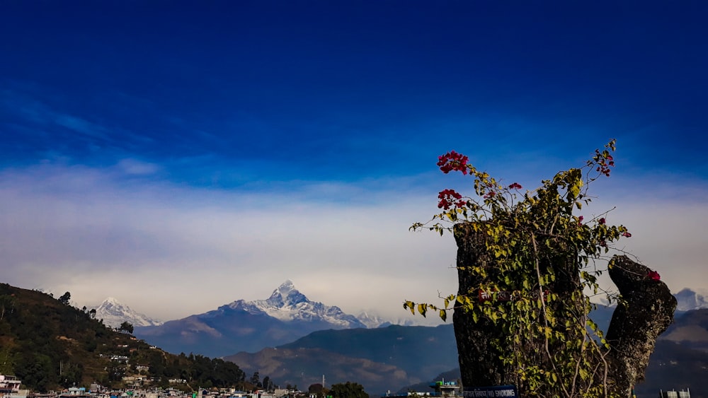 pink flowers on green grass field near mountains during daytime