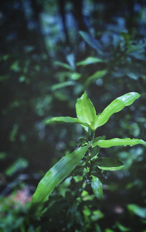 A vibrant green plant representing natural plant extracts such as Ashwagandha and Kurkuma.