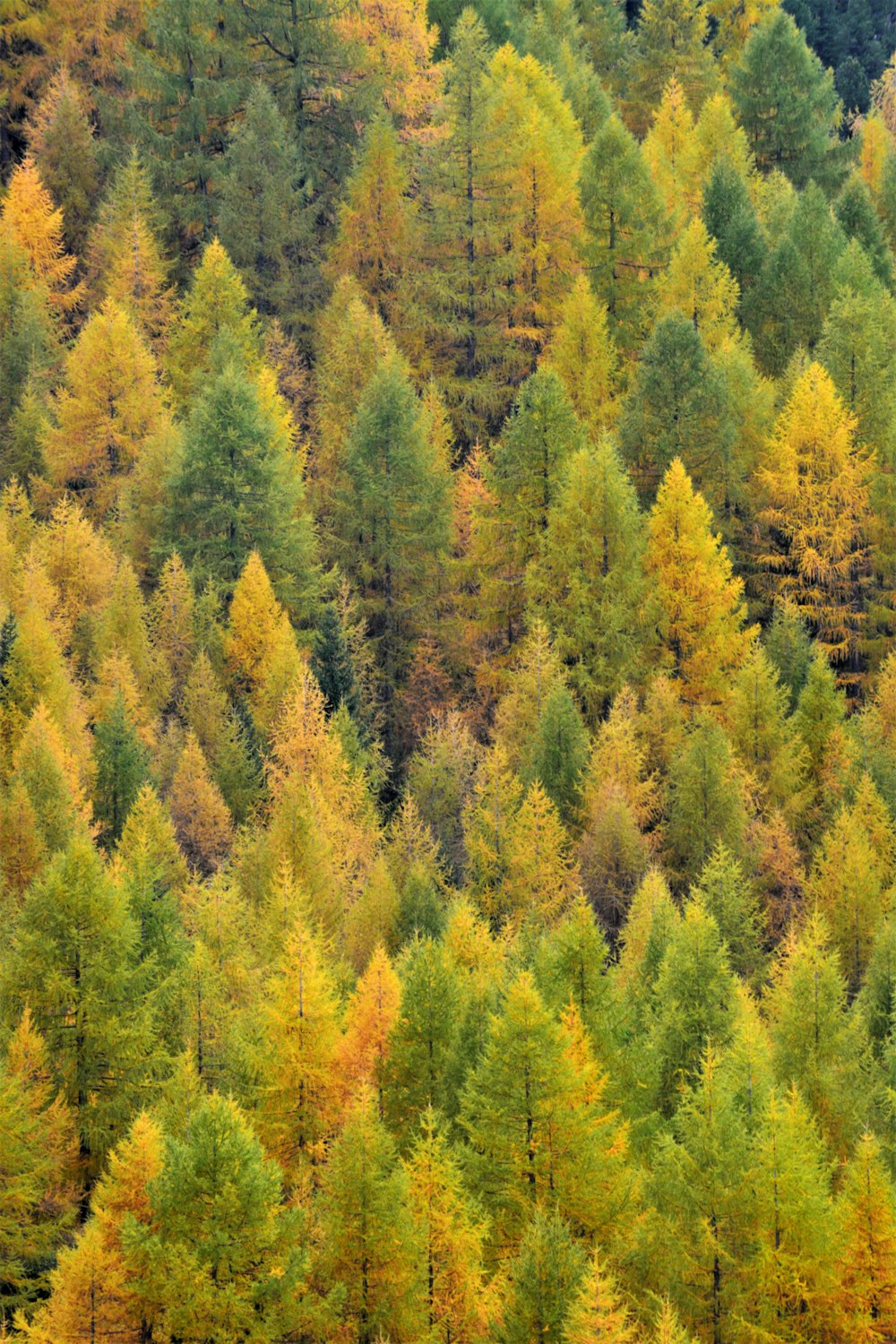 green and yellow trees during daytime