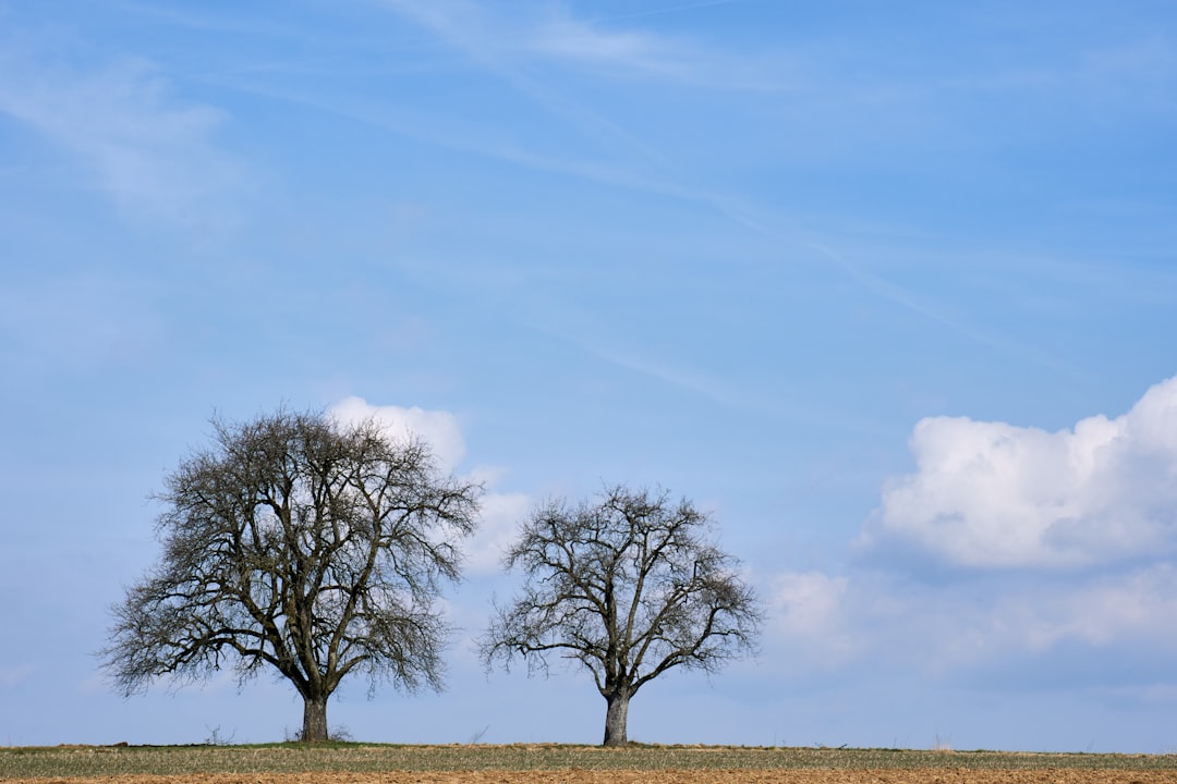 green tree on brown field under blue sky during daytime