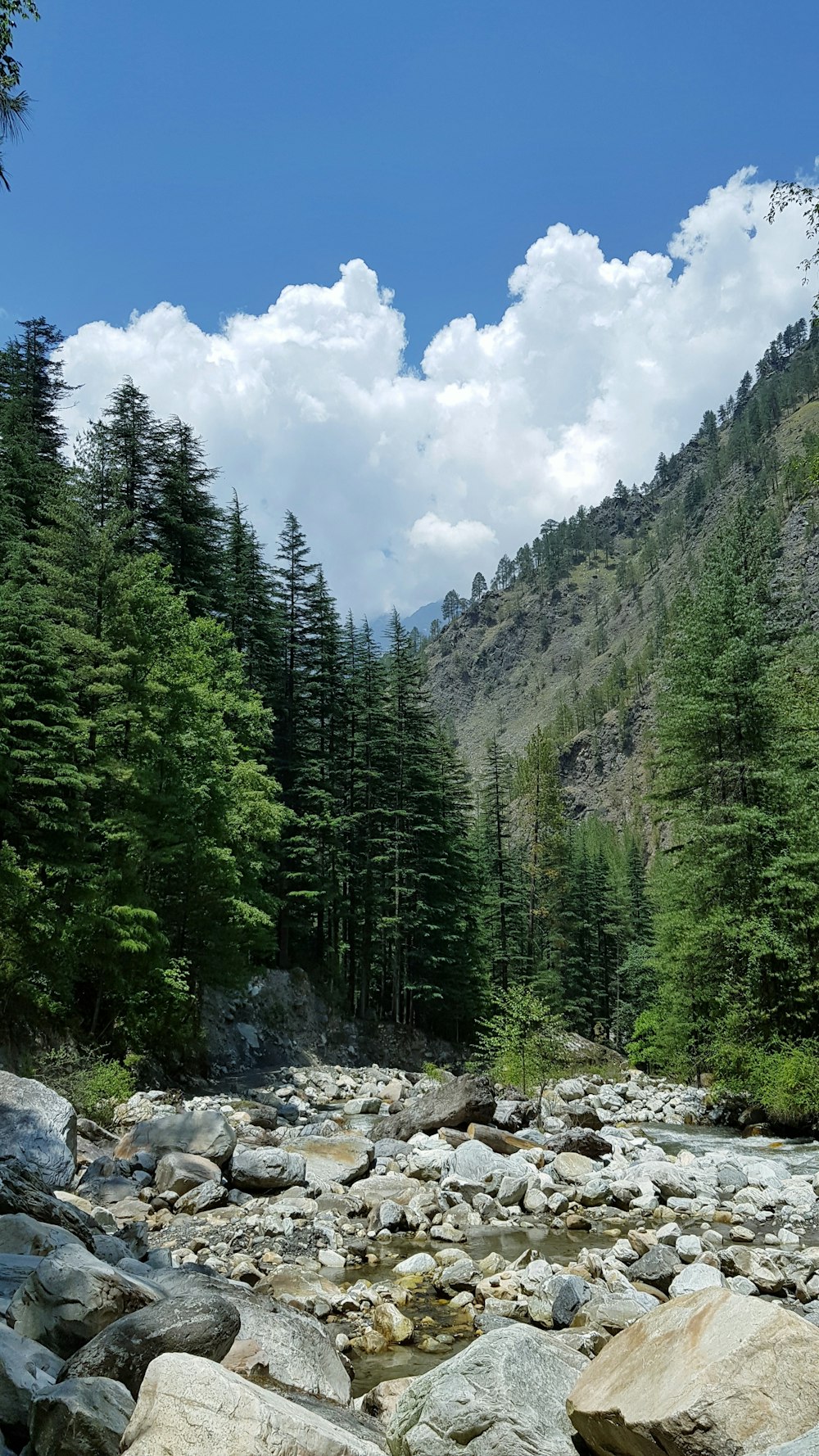 green trees on rocky mountain under blue sky during daytime