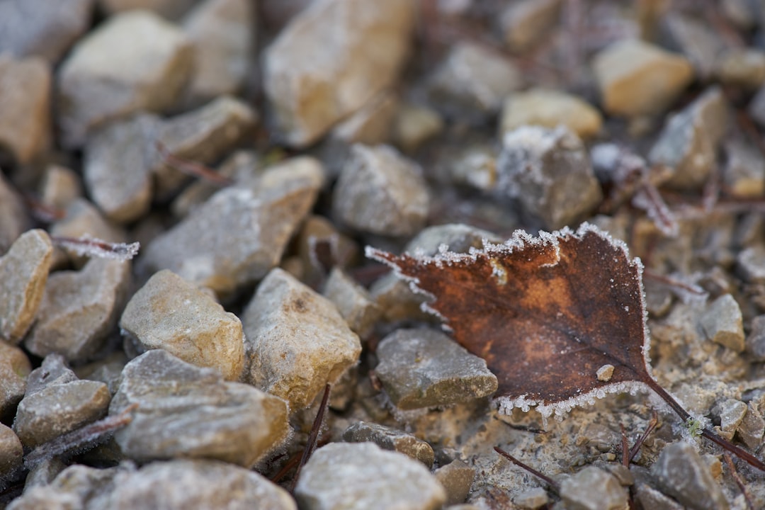 brown leaf on gray rocks