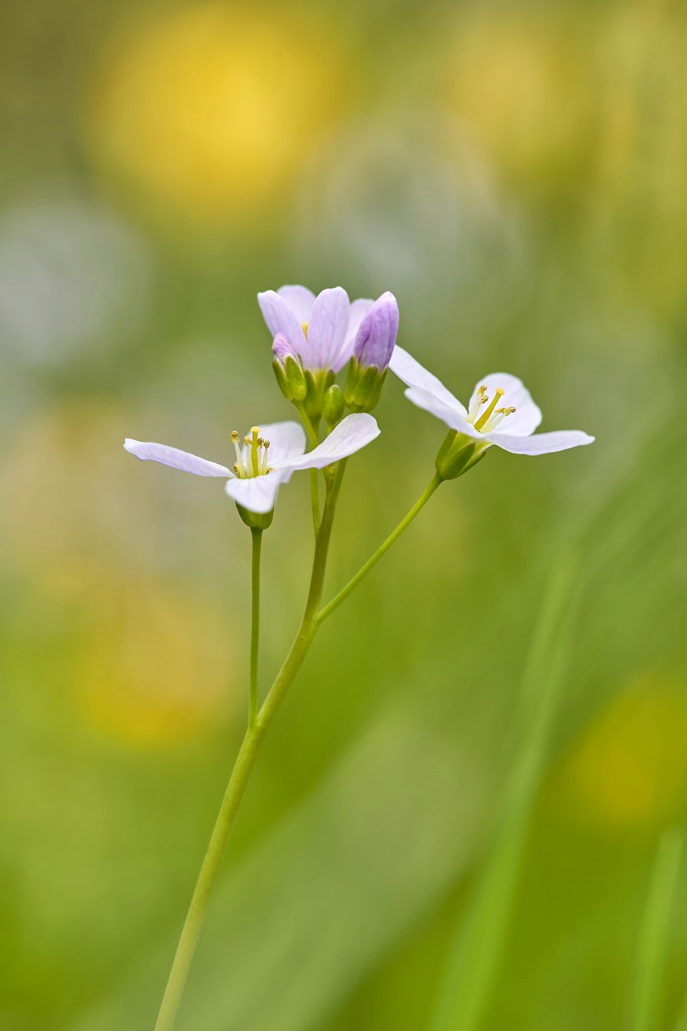 a couple of white flowers sitting on top of a lush green field