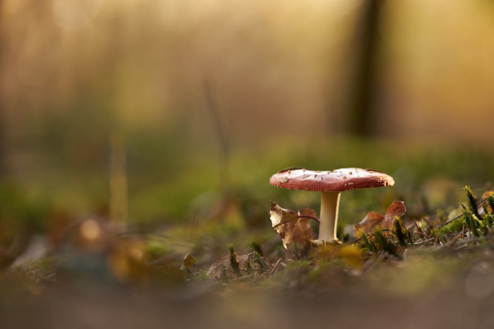 white and brown mushroom in tilt shift lens