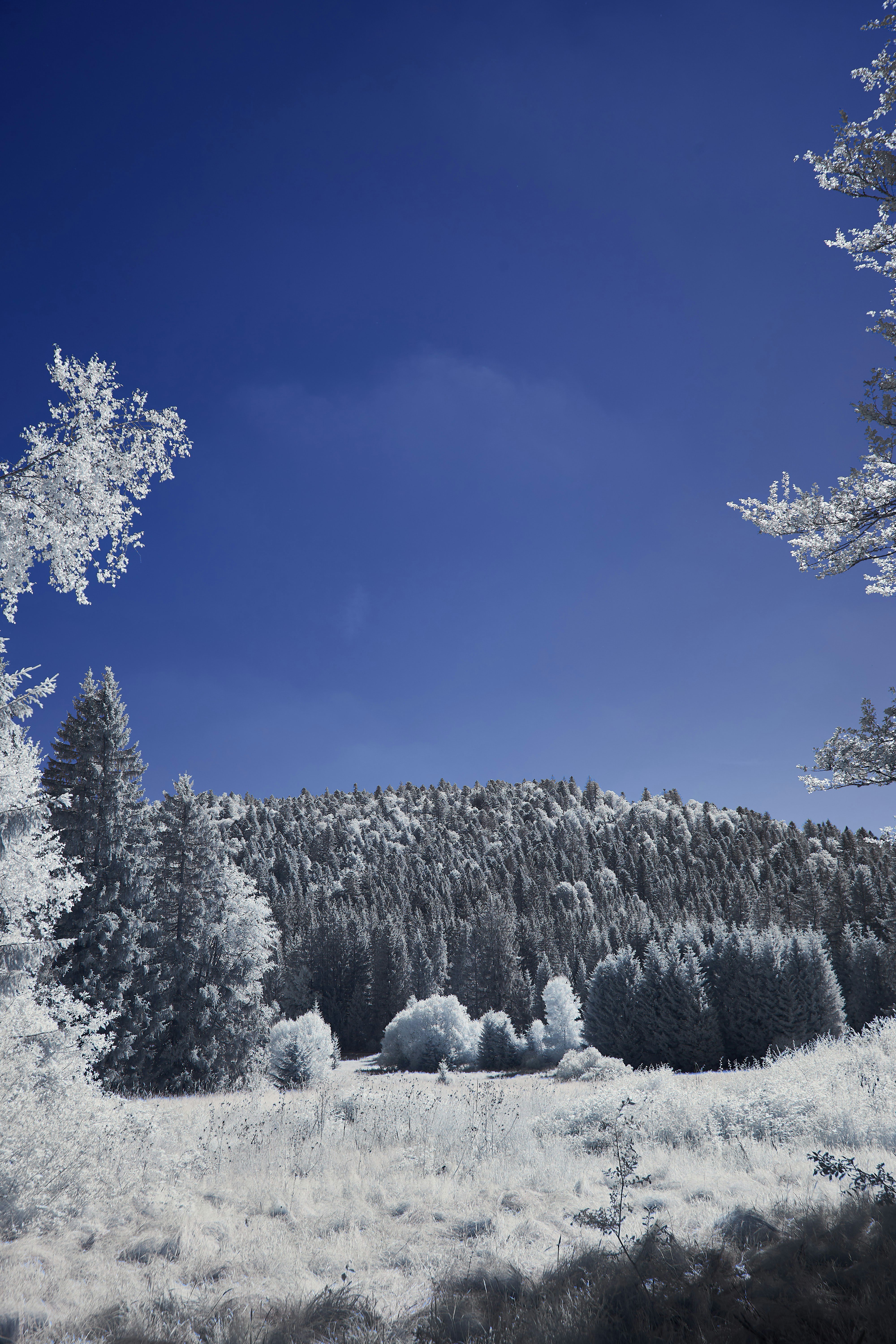 Photo by wolfgang_hasselmann