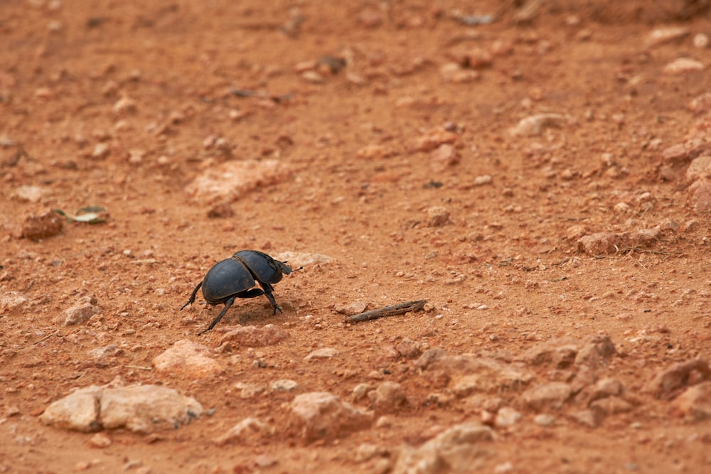 Escarabajo negro en suelo marrón