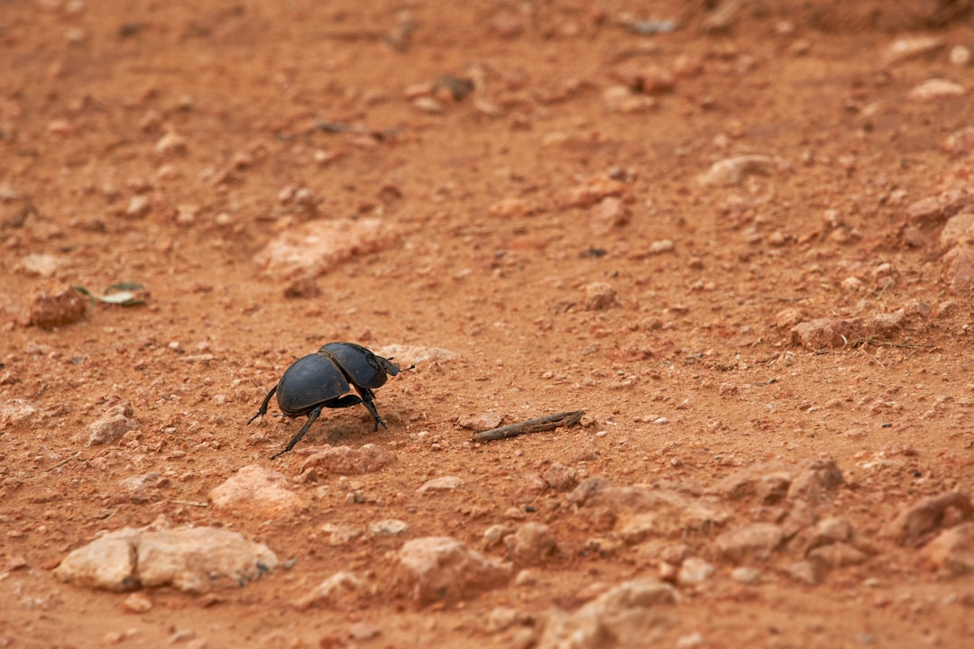 black beetle on brown soil