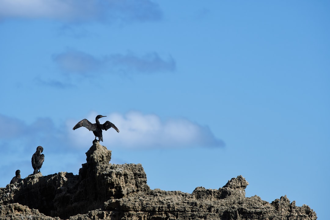 black and white bird flying over the rocky mountain during daytime