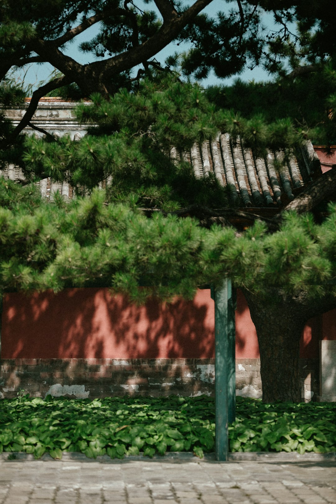 green tree beside red wall