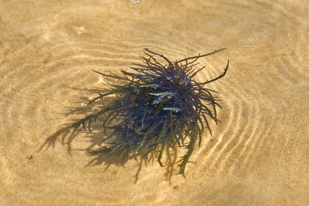 black and white fur on brown sand