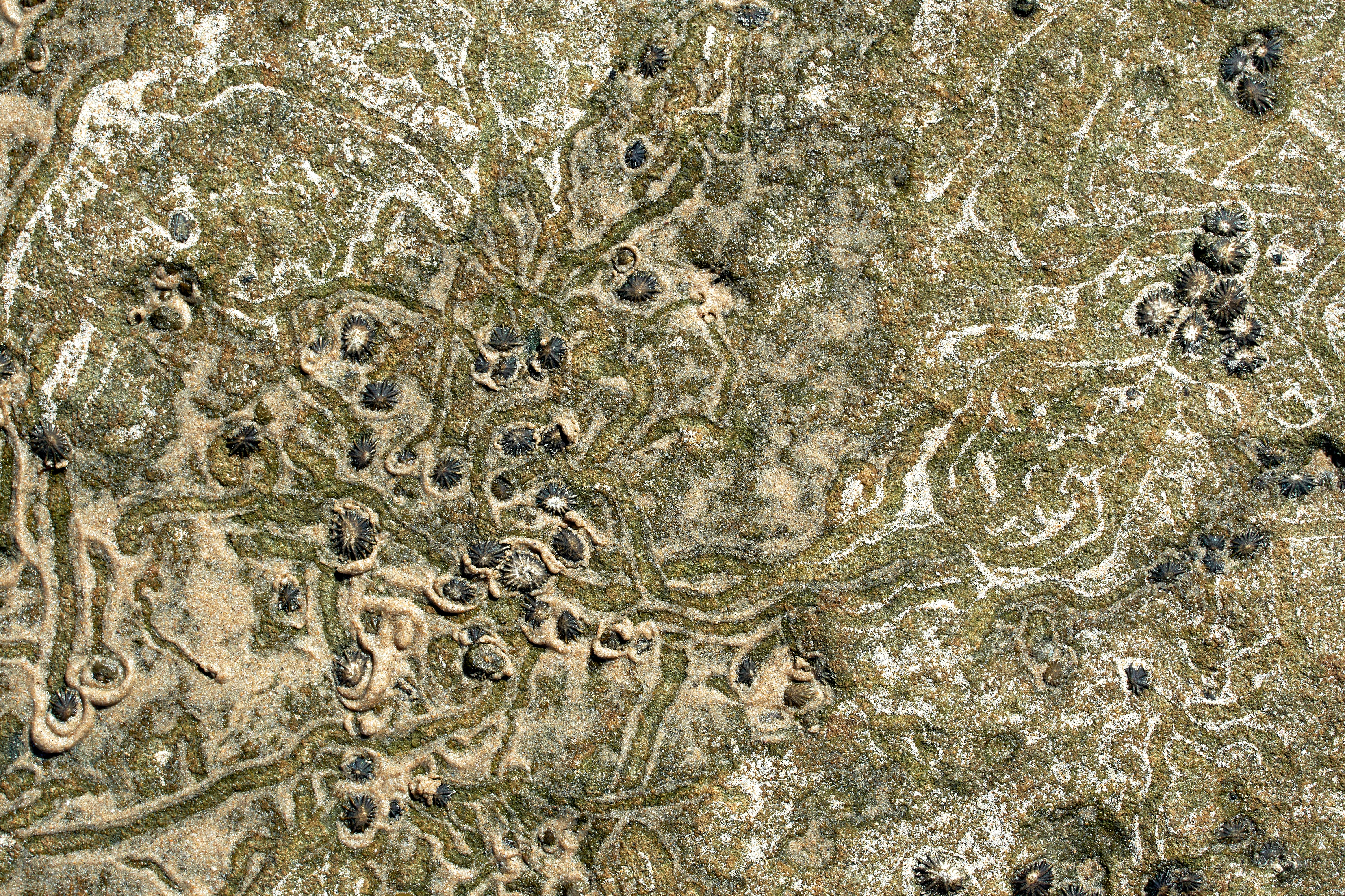 Photo by wolfgang_hasselmann