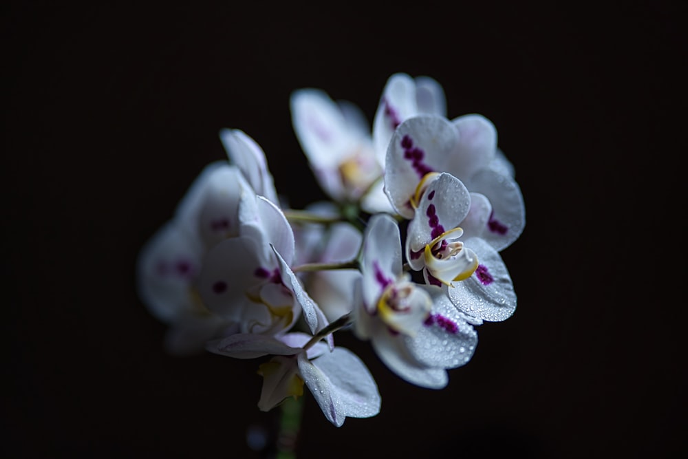 white and purple moth orchids in bloom