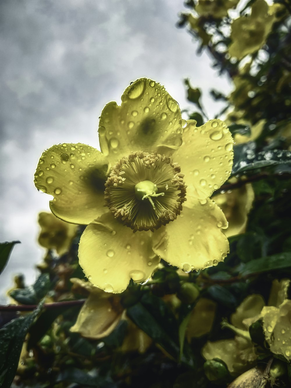 flor amarilla con gotas de agua