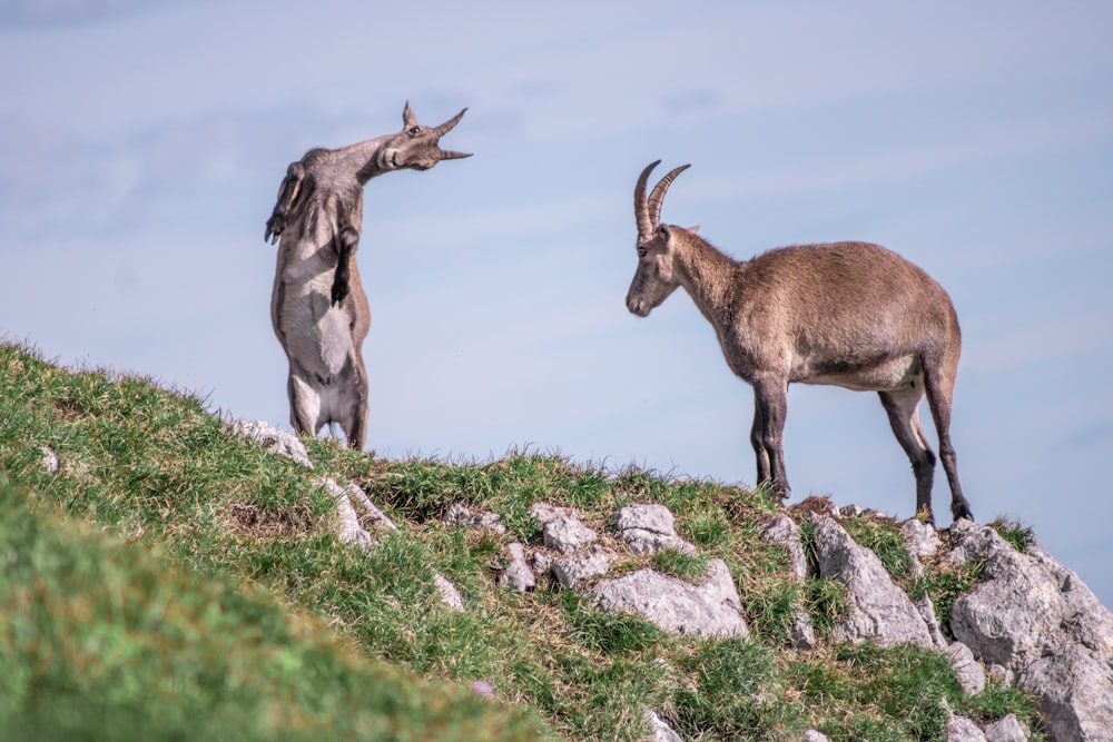 brown and white goat on green grass during daytime