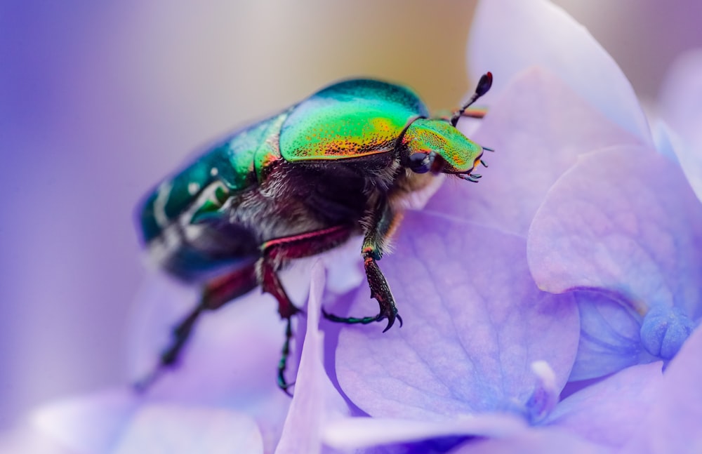 녹색과 파란색 딱정벌레는 낮 동안 클로즈업 촬영에서 보라색 꽃에 자리 잡고 있습니다.