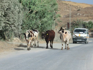 A truck transporting a cow in a rural area.