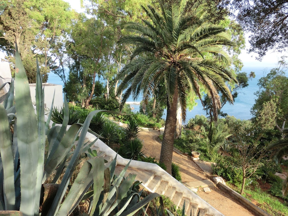 green palm tree near white concrete building during daytime