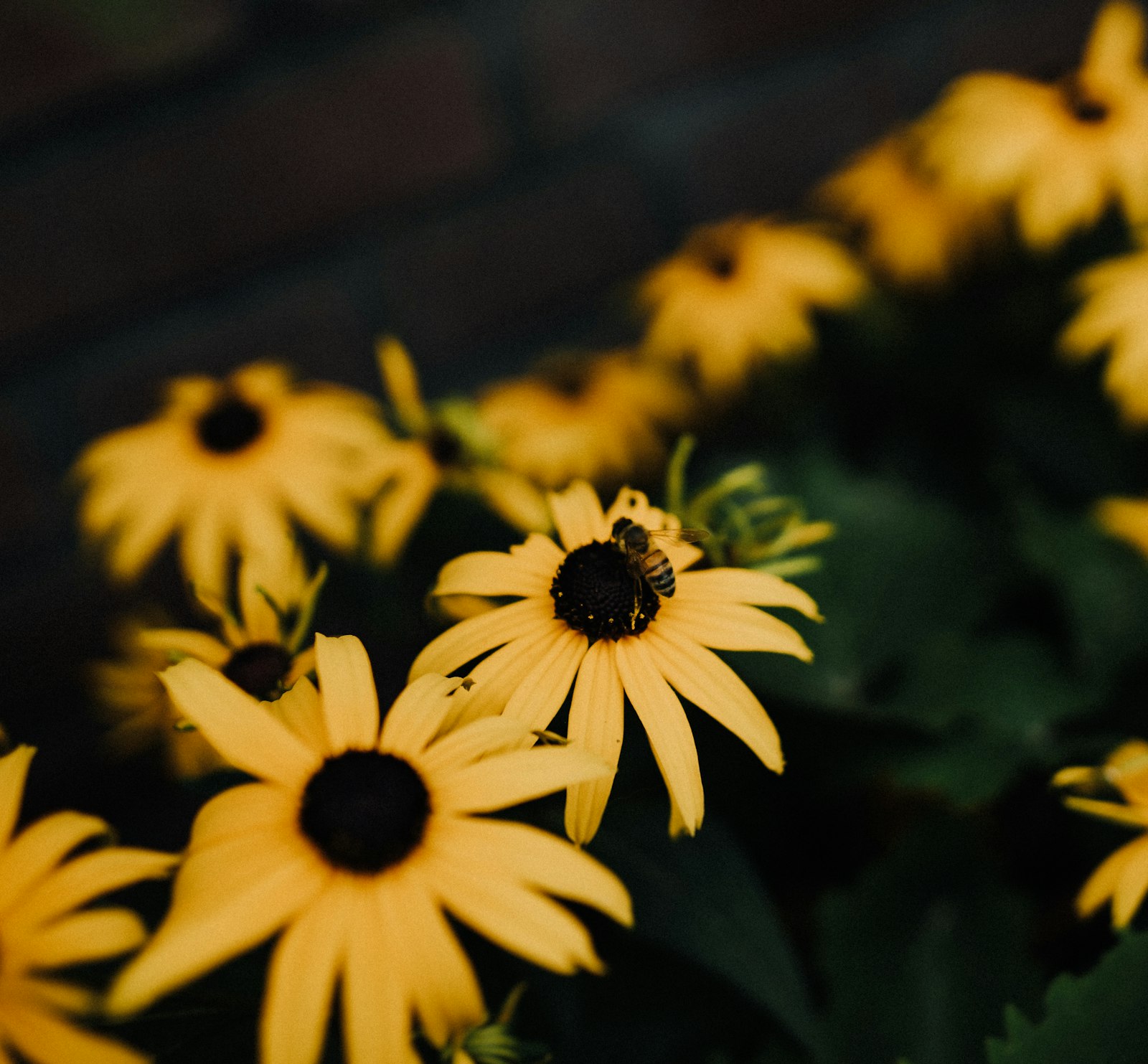 Sigma 24mm f/1.8 DG Macro EX sample photo. Yellow sunflower in tilt photography