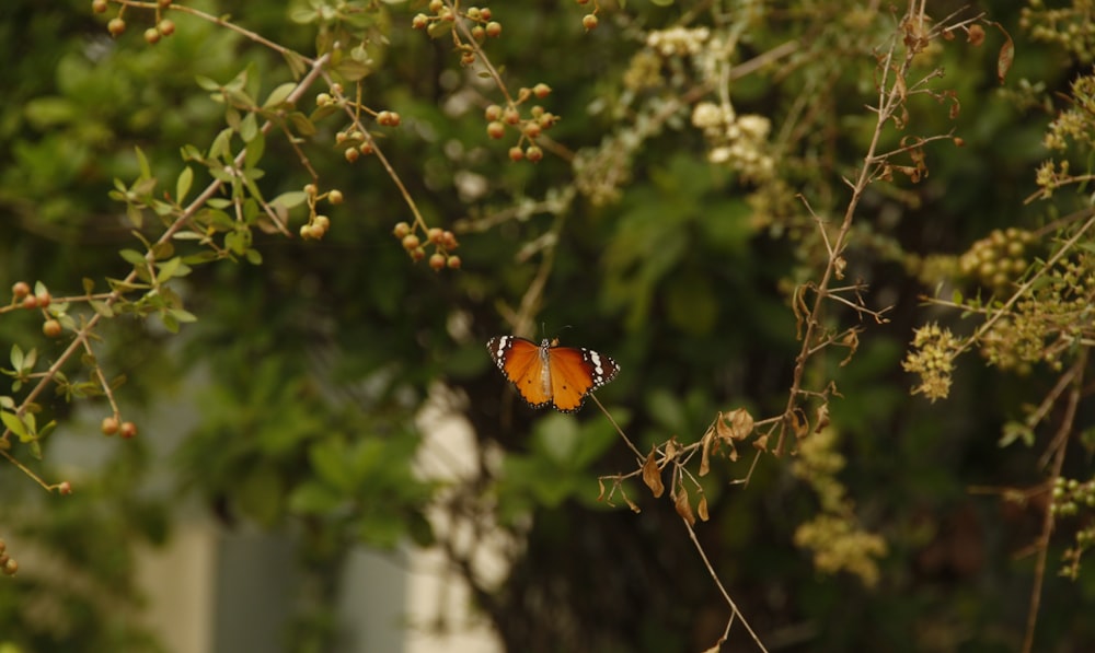 brown and black butterfly on green leaf tree during daytime