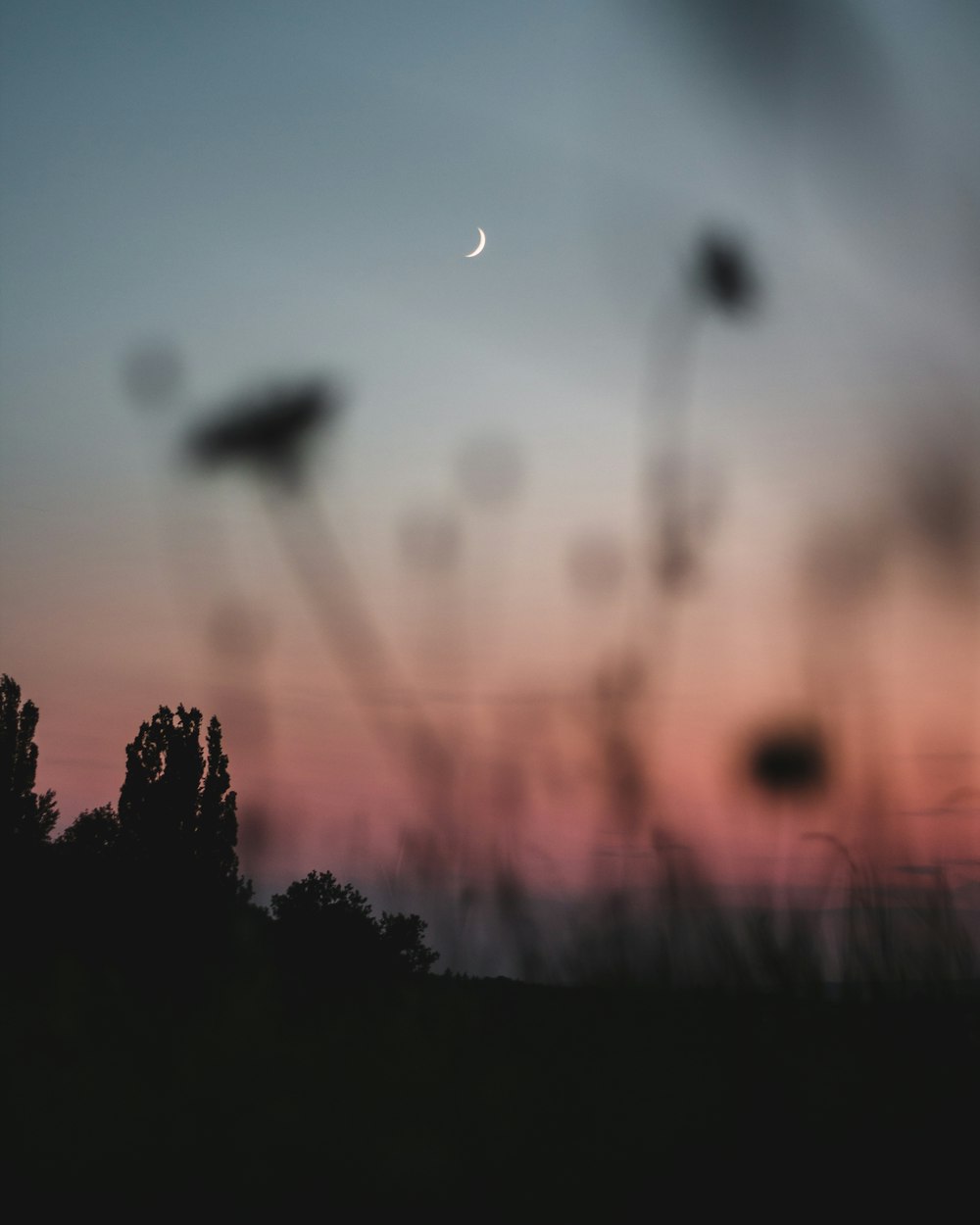 silhouette di alberi durante il tramonto