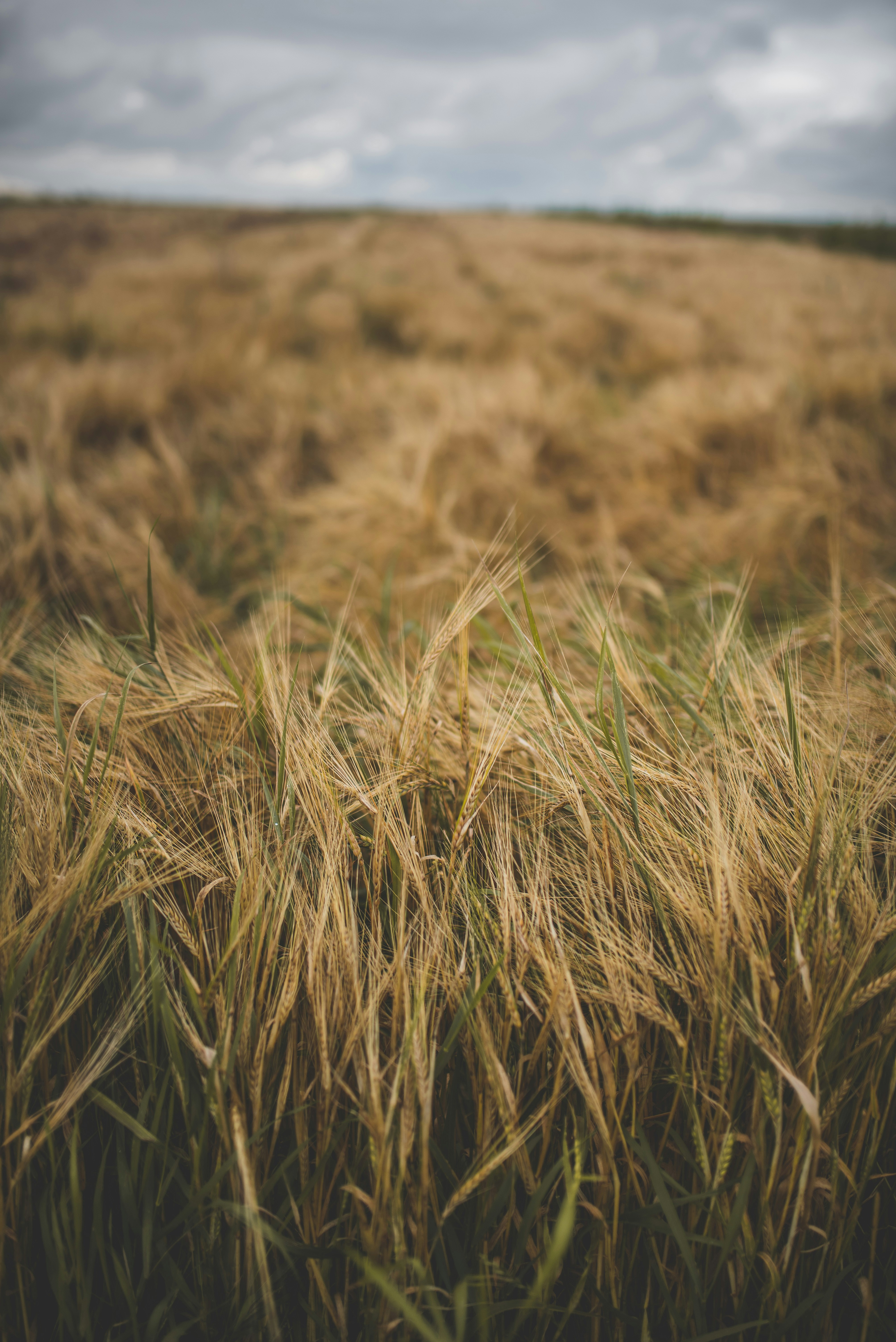 brown grass field during daytime photo Free Plant Image on Unsplash